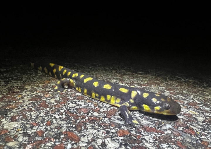 Eastern Tiger Salamander